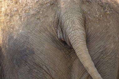 Büyük gri bir filin arka yakın plan görüntüsü, son derece detaylı, buruşuk derisini ve kuyruğunun bir kısmını gözler önüne seriyor. Zengin doku ve doğal desenler onu vahşi yaşam geçmişi, doğa temalı tasarım ve eğitim içeriği için ideal kılıyor.
