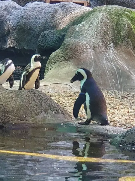 Dişinin çağrısına cevap veren ve ona doğru dönen bir penguenin fotoğrafı. Doğal ortamdaki penguen davranışının vahşi yaşam sahnesi
