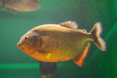 Large piranha in a fish tank swimming around. clipart