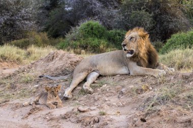 Aslan yavrusu ve babası Samburu, Kenya 'da