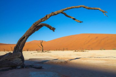 Deadvlei - eski bir nehir vadisinde yüzlerce yıllık ölü akasya ağaçları, şimdi de Namib Çölü.