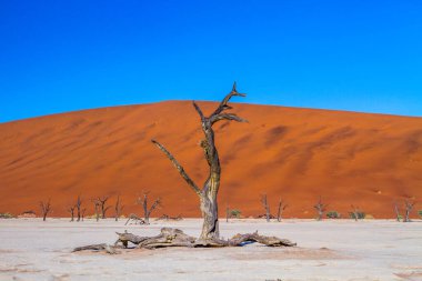 Deadvlei - eski bir nehir vadisinde yüzlerce yıllık ölü akasya ağaçları, şimdi de Namib Çölü.