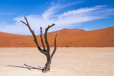 Deadvlei - eski bir nehir vadisinde yüzlerce yıllık ölü akasya ağaçları, şimdi de Namib Çölü.
