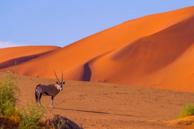 Güney Afrika antilop antilobu Sossusvlei, Namib Çölü 'nde