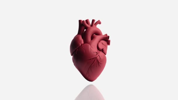 Hati Manusia Mengalahkan Dengan Refleksi Latar Belakang Putih Detak Jantung — Stok Video