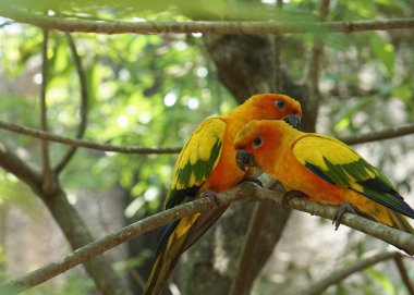 Güzel sarı güneş kuş parkındaki ağaç dalında oturan kuşları hapsediyor..