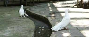 Büyük bir botanik bahçesinde güzel bir güvercin ya da kolumbidae