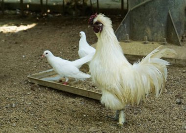 Kürklü tavuk horozu ya da ipeksi çiftlikte yürüyen