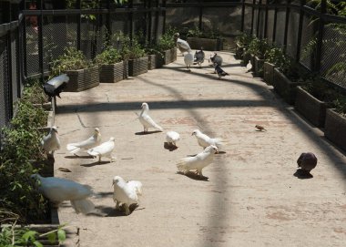 Büyük bir botanik bahçesinde güzel bir güvercin ya da kolumbidae