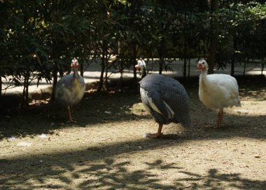 Kürklü tavuk horozu ya da ipeksi çiftlikte yürüyen