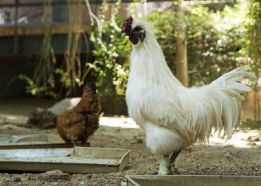 Kürklü tavuk horozu ya da ipeksi çiftlikte yürüyen