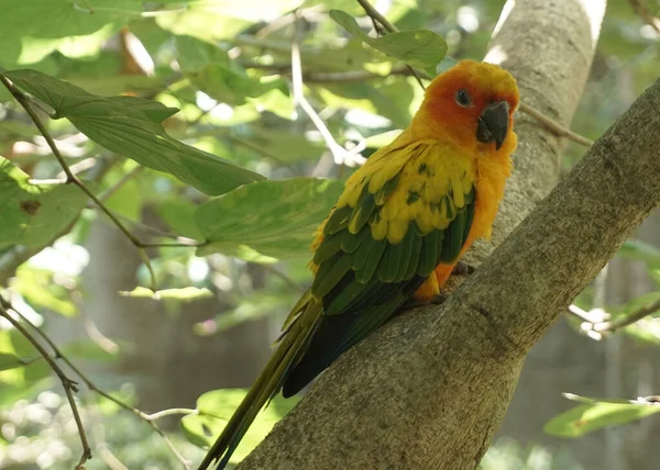 beautiful Yellow sun conure bird sitting on the tree branch inside the bird park.