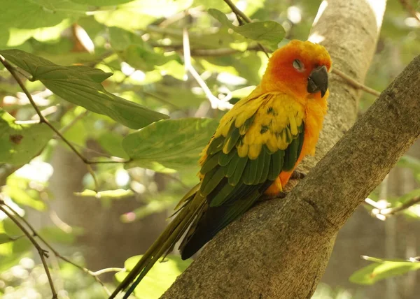 beautiful Yellow sun conure bird sitting on the tree branch inside the bird park.