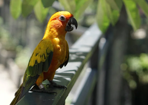 a yellow sun conure bird standing on a fence below tree shade, in large botanical garden aviary bird park.