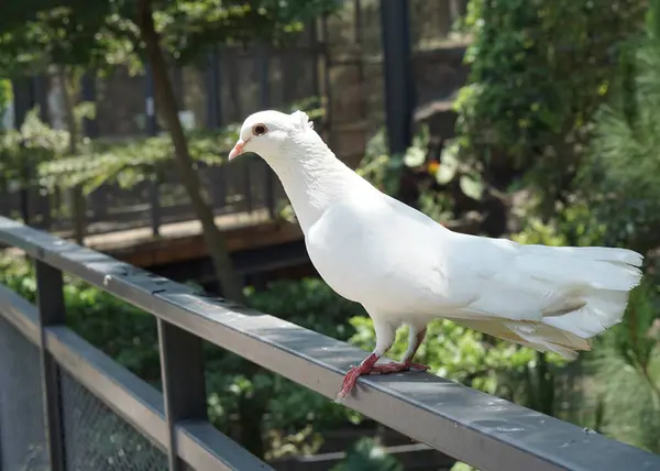 stock image A beautiful dove or columbidae in a large botanical garden