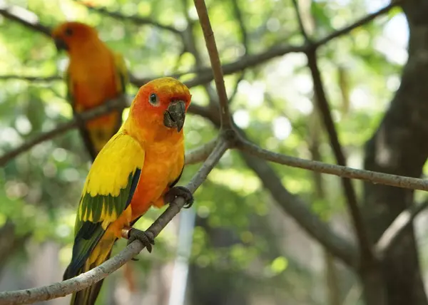 beautiful Yellow sun conure birds sitting on the tree branch inside the bird park.