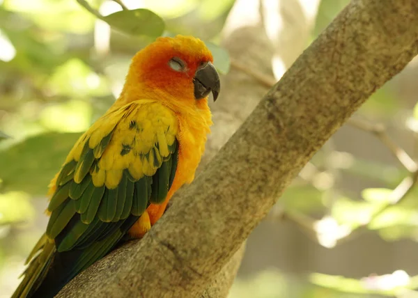 美丽的黄日光鸟栖息在鸟园内的树枝上 免版税图库照片