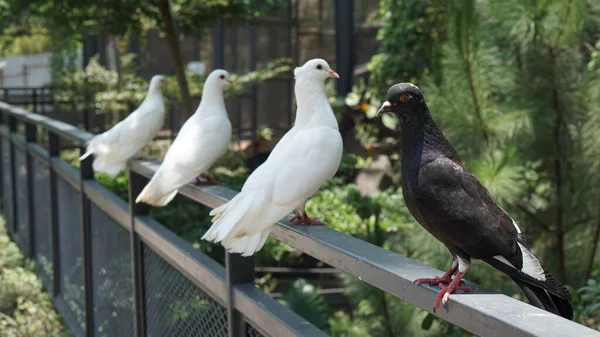 鸽子大植物园中美丽的鸽子或圆柱形动物 图库图片