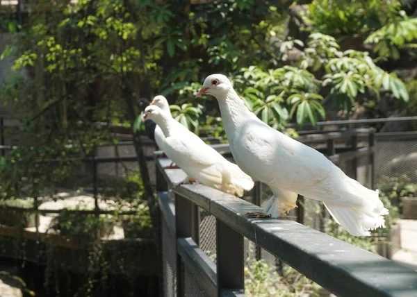 鸽子大植物园中美丽的鸽子或圆柱形动物 免版税图库照片