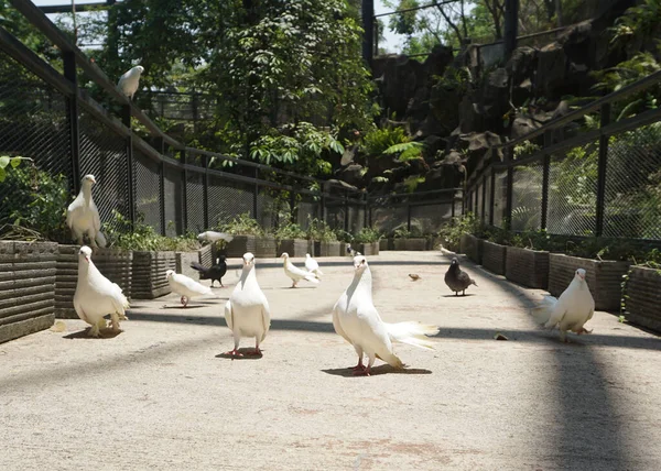 鸽子大植物园中美丽的鸽子或圆柱形动物 图库照片