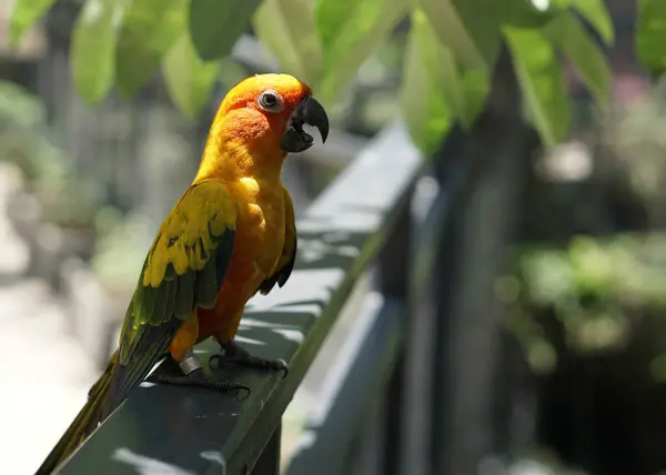 在一个大型植物园的鸟园里 一只黄色的 阳光普照的小鸟站在树荫下的篱笆上 图库图片