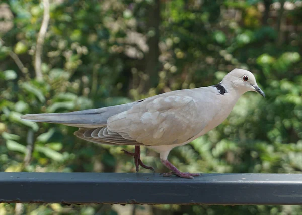 鸽子大植物园中美丽的鸽子或圆柱形动物 免版税图库图片