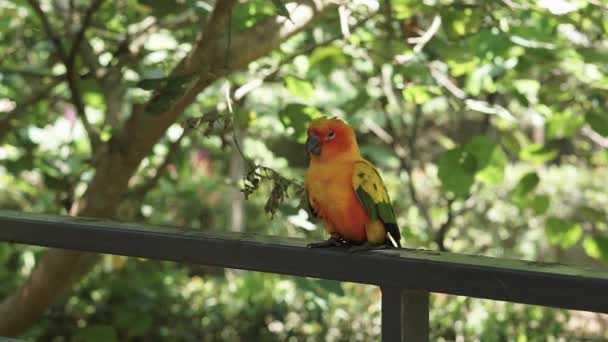 Bonito Amarelo Sol Conure Pássaro Dentro Grande Cúpula Aviária Parque — Vídeo de Stock