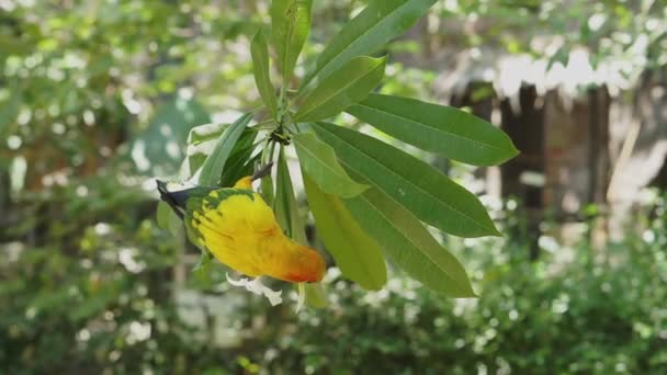 Χαριτωμένο Κίτρινο Ήλιο Conure Πουλί Μέσα Μεγάλο Θόλο Aviary Στο — Αρχείο Βίντεο