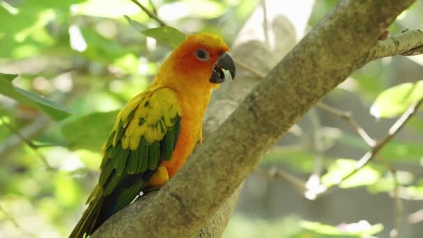 Słodkie Żółty Słońce Conure Ptak Wewnątrz Duży Ptasiej Kopuły Parku — Wideo stockowe
