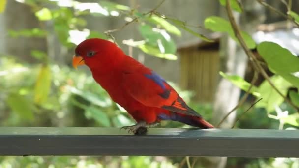 Lória Vermelha Eos Bornea Andando Sobre Cerca Grande Jardim Botânico — Vídeo de Stock