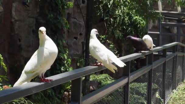 Grupo Pombas Pombos Dentro Grande Aviário Parque Aves — Vídeo de Stock
