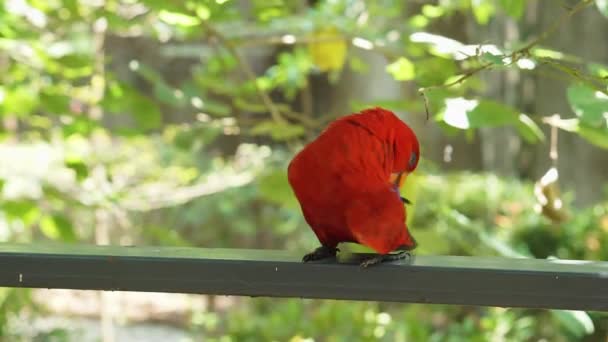 Lória Vermelha Eos Bornea Andando Sobre Cerca Grande Jardim Botânico — Vídeo de Stock