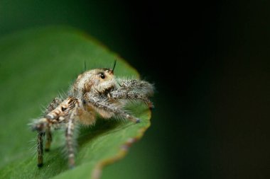 Yaprağın üzerinde zıplayan örümcek Hyllus Diardi 'nin yakın plan fotoğrafı, makro fotoğraf. Küçük hayvanlar dünyası.