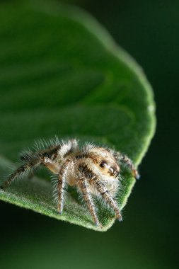 Yaprağın üzerinde zıplayan örümcek Hyllus Diardi 'nin yakın plan fotoğrafı, makro fotoğraf. Küçük hayvanlar dünyası.