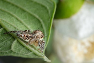 Yaprağın üzerinde zıplayan örümcek Hyllus Diardi 'nin yakın plan fotoğrafı, makro fotoğraf. Küçük hayvanlar dünyası.