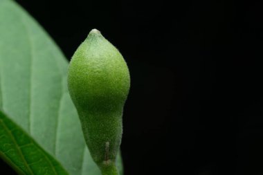 Daldaki küçük guava meyvesinin büyümeye hazır görüntüsü. makro fotoğrafçılık. Psidyum guajava.