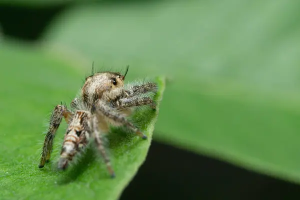 stock image Close up image of jumping spider Hyllus diardi on the leaf with bokeh background, macro photography. Little animal world.