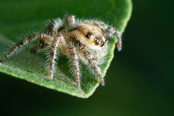 stock image Close up image of jumping spider Hyllus diardi on the leaf with bokeh background, macro photography. Little animal world.