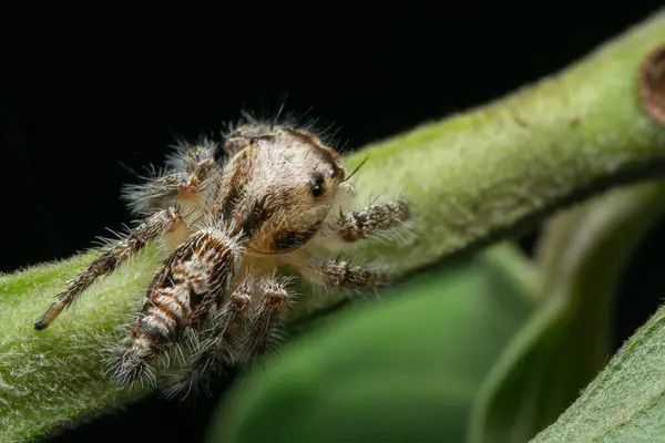 stock image Close up image of jumping spider Hyllus diardi on the tree branch with dark background, macro photography. Little animal world.