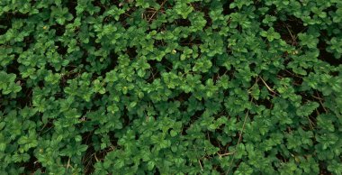 Yeşil, organik tasarımlı taze sürünen öküz gözü yapraklarıyla desen görüntüsü bırakır. Doğa resmi arkaplanı.