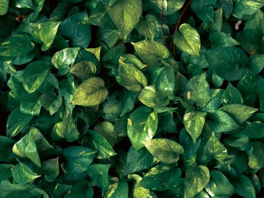 Altın yaprakların üst manzarası, yeşil yaprakların desen görüntüsü. Çiçek resmi arkaplanı.