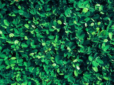 Canlı Doğa, doku görüntü arkaplanını terk eder. Taze doğal yapraklardan gelen doğa düzeni..