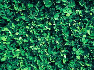 Canlı Doğa, doku görüntü arkaplanını terk eder. Taze doğal yapraklardan gelen doğa düzeni..