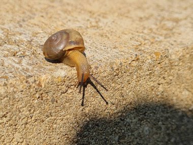 Şirin küçük salyangoz yavaşça gri betonun üzerinde sürünüyor. Dibe bakıyor. Salyangoz yeşilden çimento ormanına kaçıyor..