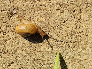 Şirin küçük salyangoz yavaş yavaş gri betonun üzerinde sürünüyor yeşil ormana doğru betondan kaçıyor..