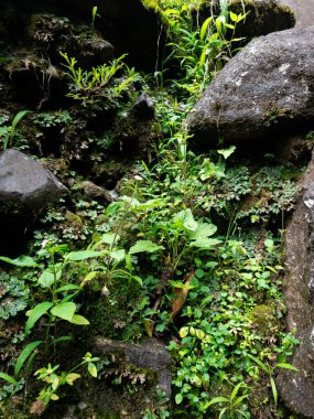 Bazı yabani bitkiler ve çiçekler doğada büyür. Yağmur ormanlarında tropikal bitki ve yosun.