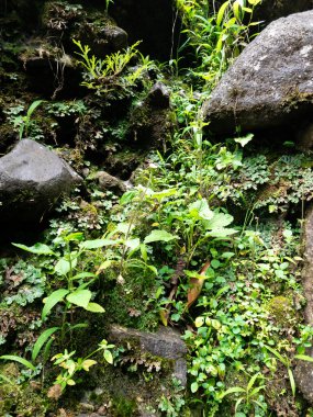 Bazı yabani bitkiler ve çiçekler doğada büyür. Yağmur ormanlarında tropikal bitki ve yosun.