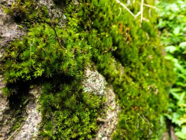 Kayanın üzerindeki yeşil yosunları, doğal kaya dokusunu ve desenli görüntüyü yakından izleyin. Grunge dokusu