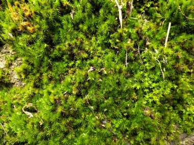 Kayanın üzerindeki yeşil yosunları, doğal kaya dokusunu ve desenli görüntüyü yakından izleyin. Grunge dokusu