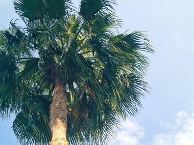 Telif alanı ve düşük açılı fotoğrafçılığı olan geniş bir palmiye ağacı..